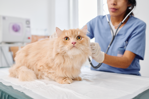 image for Heartworm is on the Rise—What Every Pet Owner Needs to Know