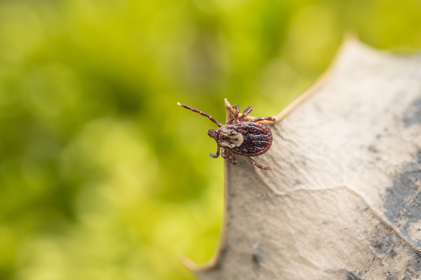 image for Tick-Borne Diseases in Dogs and Cats: What Every Pet Owner Should Watch For